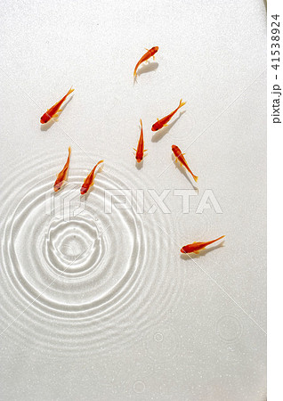 赤金魚と水波紋 41538924