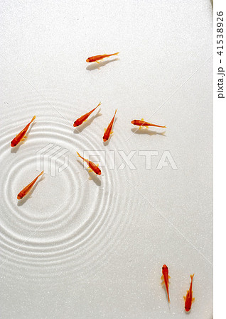 赤金魚と水波紋 41538926