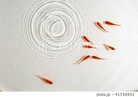 赤金魚と水波紋の写真素材