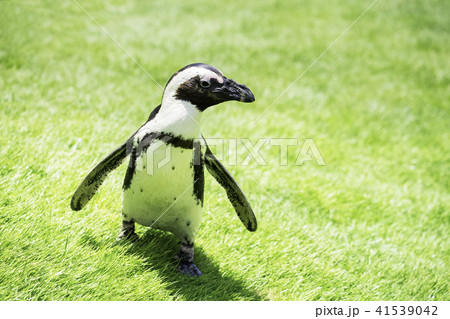 よちよち歩くケープペンギン よちよち歩くケープペンギン 41539042