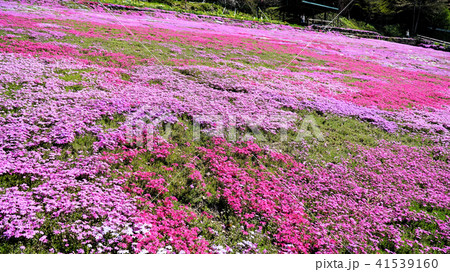 郡上市国田家の芝桜 郡上市国田家の芝桜 41539160