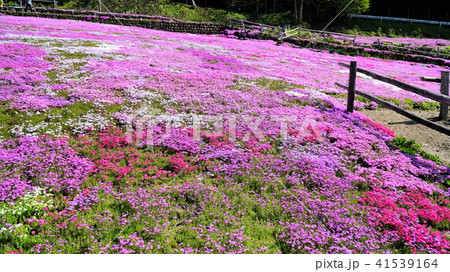 郡上市国田家の芝桜 郡上市国田家の芝桜 41539164