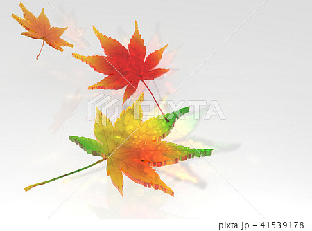 紅葉の葉っぱ 41539178