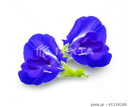 Anchan flowers on white background. Anchan flowers on white background. 41539289