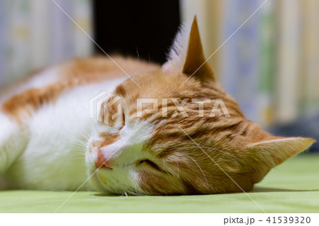 ごろごろする茶白ねこ 41539320