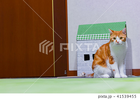 お家と一緒に記念撮影　茶白ネコ 41539455