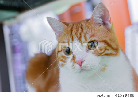 みいめいさん専用 白と茶色の猫 写真素材 みいめいさん専用 白と茶色の