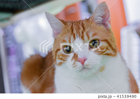 凛とした表情をする茶白ネコ 41539490