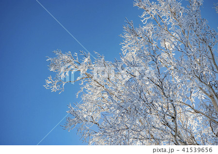 寒い冬の樹氷 41539656