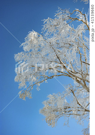 寒い冬の樹氷 41539660