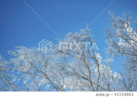 寒い冬の樹氷 41539663