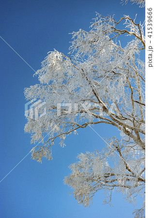 寒い冬の樹氷 41539666