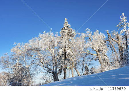 寒い冬の樹氷 41539679