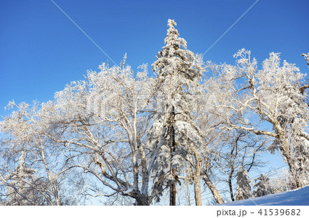 寒い冬の樹氷 41539682
