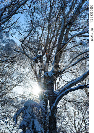 寒い冬の樹氷 41539686