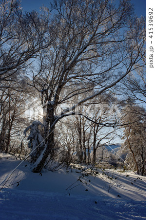寒い冬の樹氷 41539692
