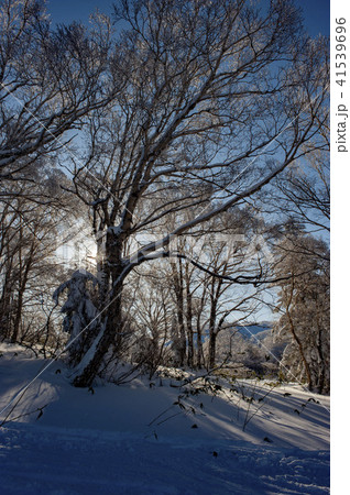 寒い冬の樹氷 41539696