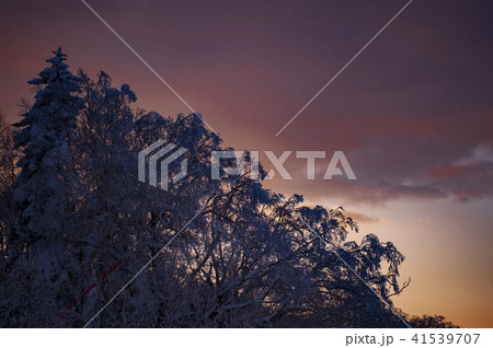 寒い冬の樹氷 41539707
