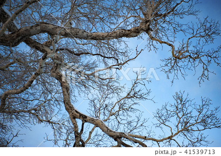 寒い冬の樹氷 41539713