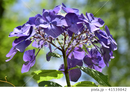 紫陽花 41539842