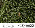 苔植物 41540022