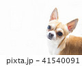 スムースのチワワの写真 41540091