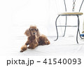 トイプードル レッド　犬の写真 41540093