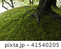 苔　栗林公園 41540205