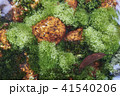 苔　水中 41540206