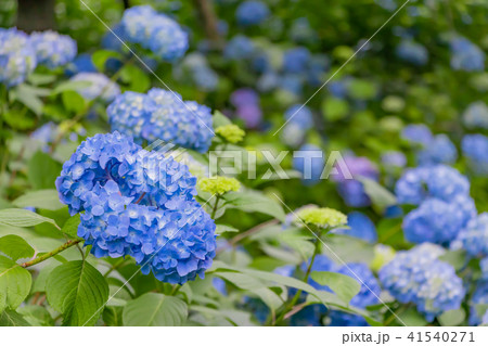 鎌倉明月院　一面のアジサイ　明月院ブルー 41540271