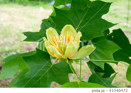 チュウリップの花に似た「チューリップノキ」とか、「ユリノキ」とか、「ハンテンボク」とか呼ばれている花 41540472