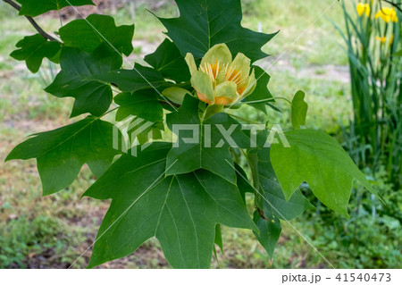 チュウリップの花に似た「チューリップノキ」とか、「ユリノキ」とか、「ハンテンボク」とか呼ばれている花 41540473