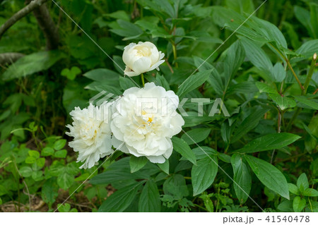 毎年白く大きな花を咲かせる「シャクヤク」 41540478