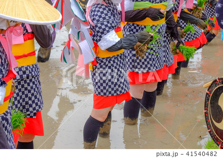 花田植の祭りの時の早乙女 花田植の祭りの時の早乙女 41540482