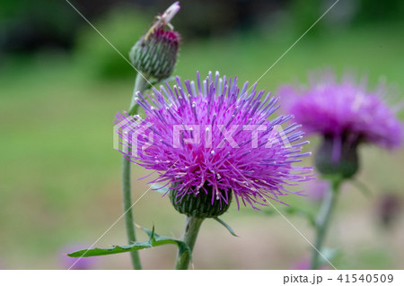 ピンクの花、そしてチワワ砂漠 - Cichlid node サトウアサミ ピンクの花