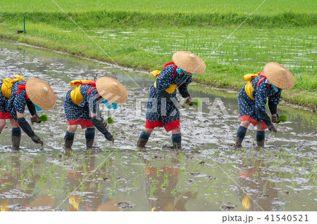 花田植の祭りの時の早乙女 41540521