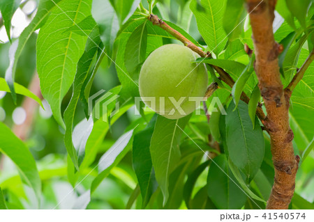 山梨県フルーツライン まだまだ青い桃 未熟果実 山梨県フルーツライン まだまだ青い桃 未熟果実 41540574