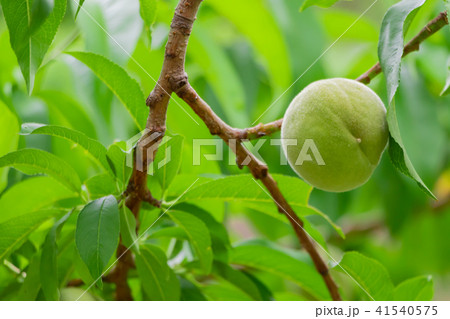 山梨県フルーツライン まだまだ青い桃 未熟果実 山梨県フルーツライン まだまだ青い桃 未熟果実 41540575