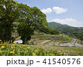 小豆島　中山千枚田 41540576