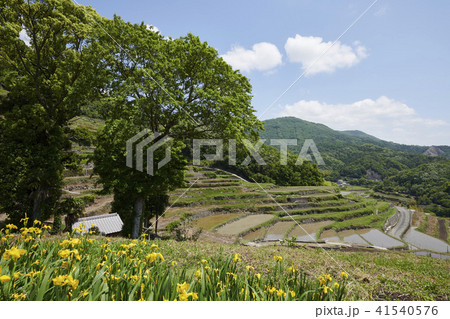 小豆島 中山千枚田 小豆島 中山千枚田 41540576