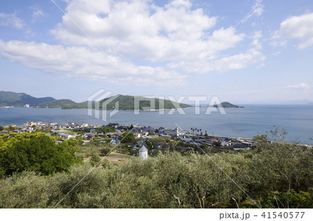 小豆島　オリーブa 41540577