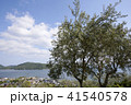 小豆島　オリーブb 41540578