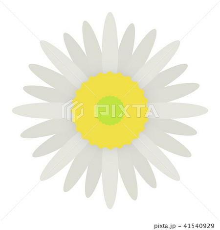 アポイアズマギク アポイアズマギク 41540929