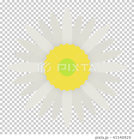 アポイアズマギク アポイアズマギク 41540929