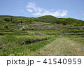小豆島　千枚田a 41540959