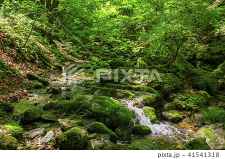 新緑の御岳山　ロックガーデン 41541318