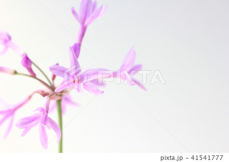 ツルバキア 41541777