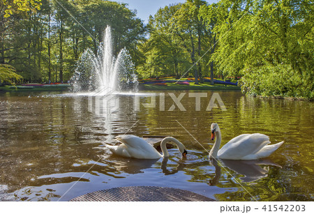 Swans in the pond Swans in the pond 41542203