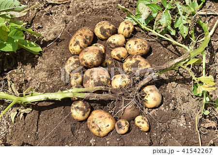 ジャガイモ(キタアカリ)の収穫 ジャガイモ(キタアカリ)の収穫 41542267