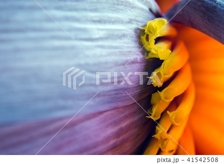 Silver bluggoe banana blossom Silver bluggoe banana blossom 41542508